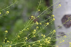 Descurainia californica