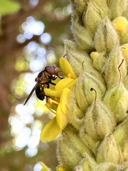 Copestylum vesicularium