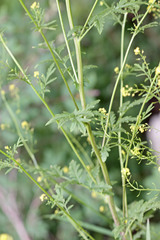 Descurainia californica