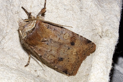 Cerastis faceta