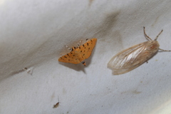 Phaedropsis stictigramma