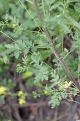 Descurainia californica