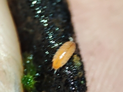 Trichoniscoides machadoi