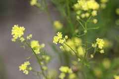 Descurainia californica