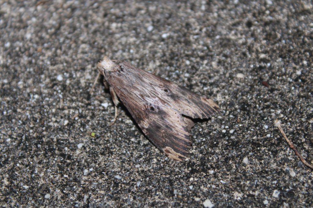 Nystalea eutalanta