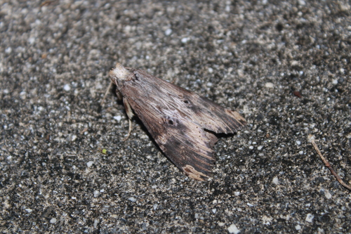 Nystalea eutalanta