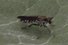 Atoniomyia