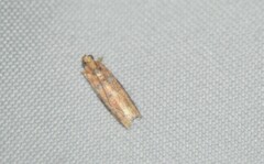 Sciota rubrisparsella