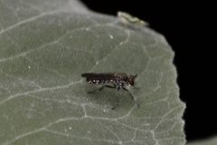 Atoniomyia
