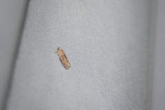 Sciota rubrisparsella