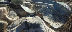 Sceloporus torquatus
