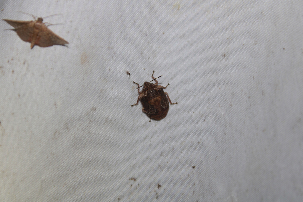 Tetyra antillarum
