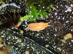 Trichoniscoides machadoi