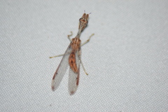 Dicromantispa interrupta