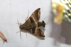 Perigonia lusca