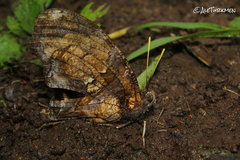 Consul fabius cecrops