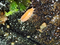 Trichoniscoides machadoi