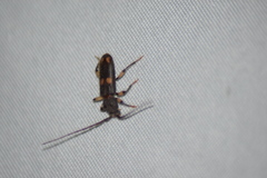 Tylonotus bimaculatus