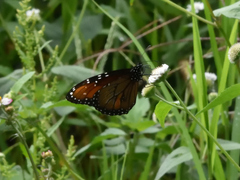 Danaus eresimus