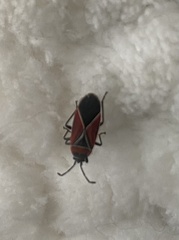 Neacoryphus bicrucis