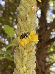 Copestylum vesicularium