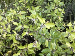 Pittosporum colensoi