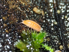 Trichoniscoides machadoi