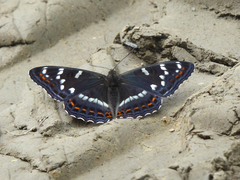 Limenitis populi