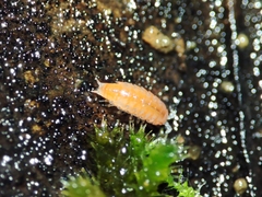 Trichoniscoides machadoi