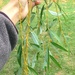 Salix × fragilis vitellina - Photo (c) gmp113, algunos derechos reservados (CC BY-NC)