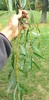 Salix × fragilis vitellina - Photo (c) gmp113, alguns direitos reservados (CC BY-NC)