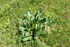 Senecio doria