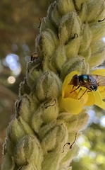 Copestylum vesicularium