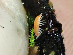 Trichoniscoides machadoi