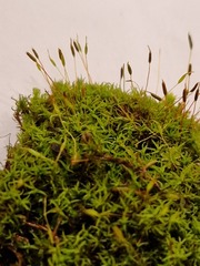 Bryoerythrophyllum recurvirostrum