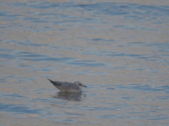 Ichthyaetus melanocephalus