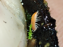 Trichoniscoides machadoi