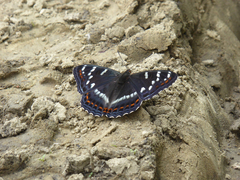Limenitis populi