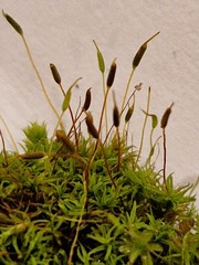 Bryoerythrophyllum recurvirostrum