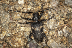 Coenopoeus palmeri