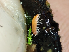 Trichoniscoides machadoi