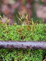 Bryoerythrophyllum recurvirostrum