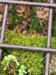 Bryoerythrophyllum recurvirostrum