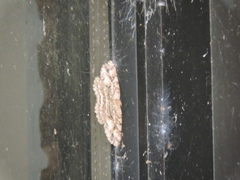 Melanolophia