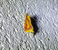 Ostrinia palustralis