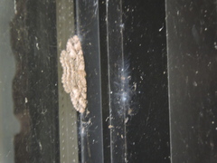 Melanolophia