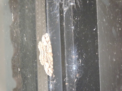 Melanolophia