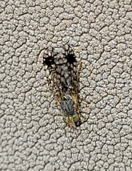 Euarestoides acutangulus