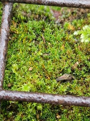 Bryoerythrophyllum recurvirostrum