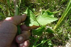 Ostericum palustre